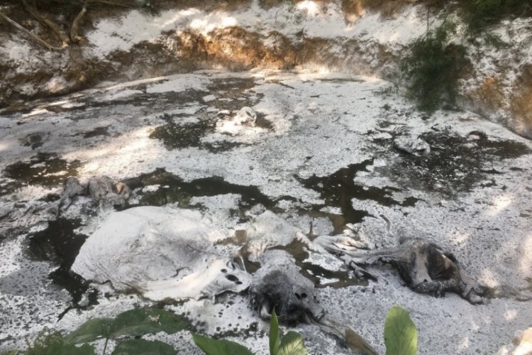 Tayland ormanlarında 5 fil &ouml;l&uuml; olarak bulundu