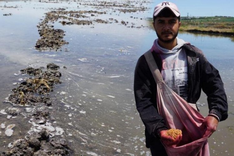 Beyaz altın i&ccedil;in &ccedil;alışacak insan kalmadı