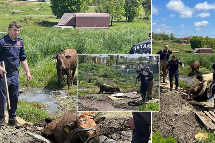 İstanbul Arnavutk&ouml;y'de bataklıkta mahsur kalan danaları itfaiye kurtardı