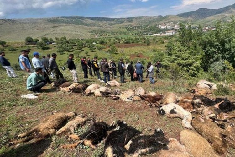 Diyarbakır'da yıldırım 53 k&uuml;&ccedil;&uuml;kbaş hayvanı &ouml;ld&uuml;rd&uuml;