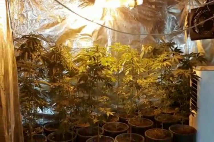 Gardırobunu kenevir bah&ccedil;esine d&ouml;n&uuml;şt&uuml;ren şahıs yakalandı