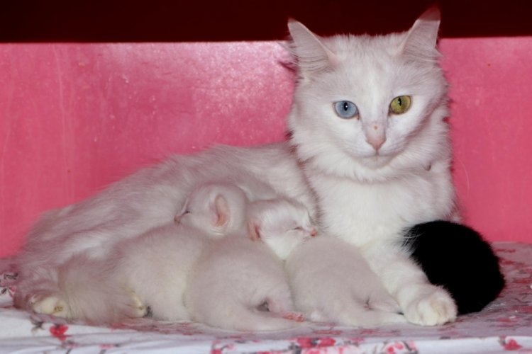 Van Kedi Villası'nda yeni yavrular d&uuml;nyaya geldi