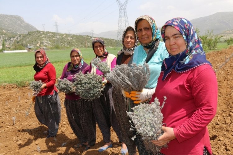 Anadolu buram buram lavanta kokacak