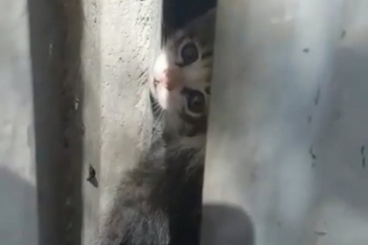 Bursa�da sıkışan yavru kedi kurtarıldı Bursa Haberleri Bölge