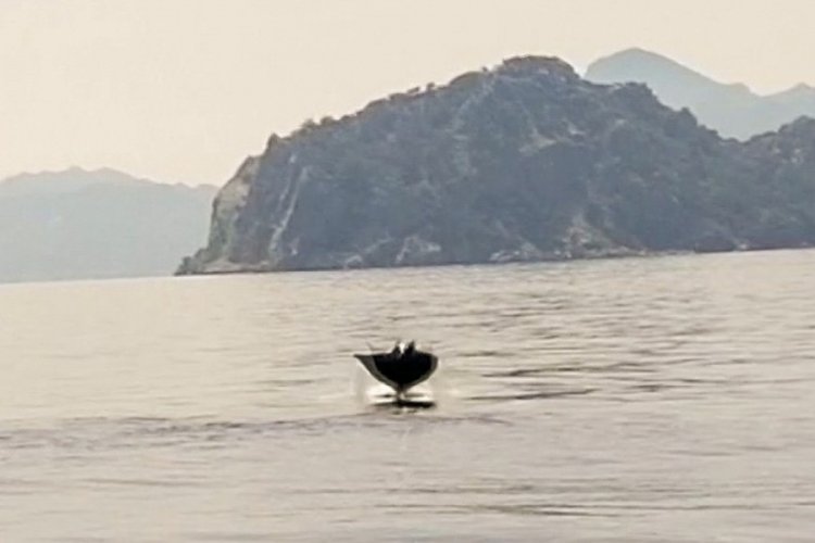 Daha &ouml;nce g&ouml;r&uuml;lmemişti, Marmaris a&ccedil;ıklarında y&uuml;z&uuml;n&uuml; g&ouml;sterdi
