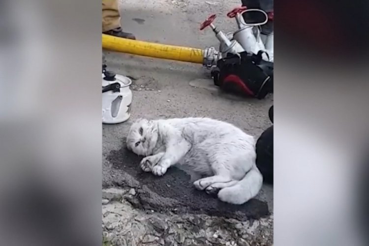 Ukrayna'da yanan apartmanda bulunan kedi, hayata d&ouml;nd&uuml;r&uuml;ld&uuml;