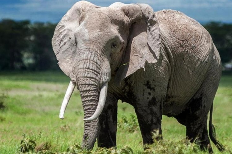 Zimbabve'de bu yıl 60 kişi fil saldırısında &ouml;ld&uuml;
