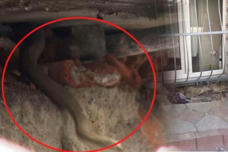 İstanbul'da yılan paniği, dumanla çıkarmaya çalıştılar