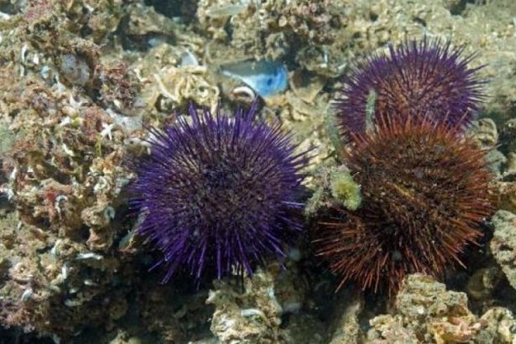 Marmara'da deniz kestanesi avcılığına yasak geldi