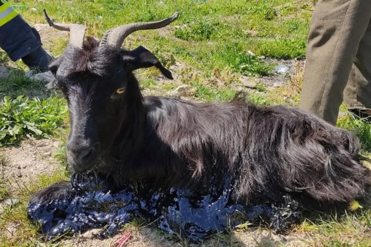 Bursa'da ke&ccedil;isi zifte yapışan &ccedil;oban atıklardan şikayet&ccedil;i