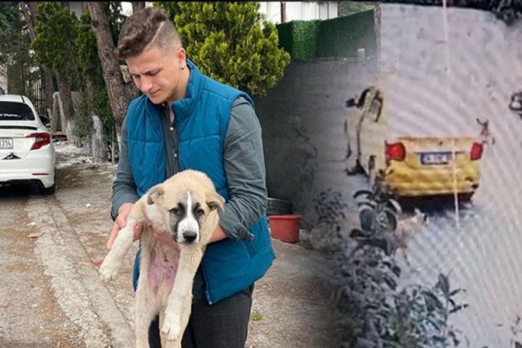 İstanbul'da sokak k&ouml;peğini ezen taksici, ka&ccedil;tı