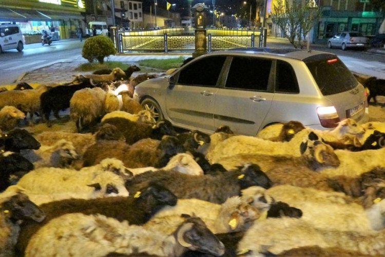 Trafik durdu, koyun s&uuml;r&uuml;s&uuml; karşıya ge&ccedil;ti