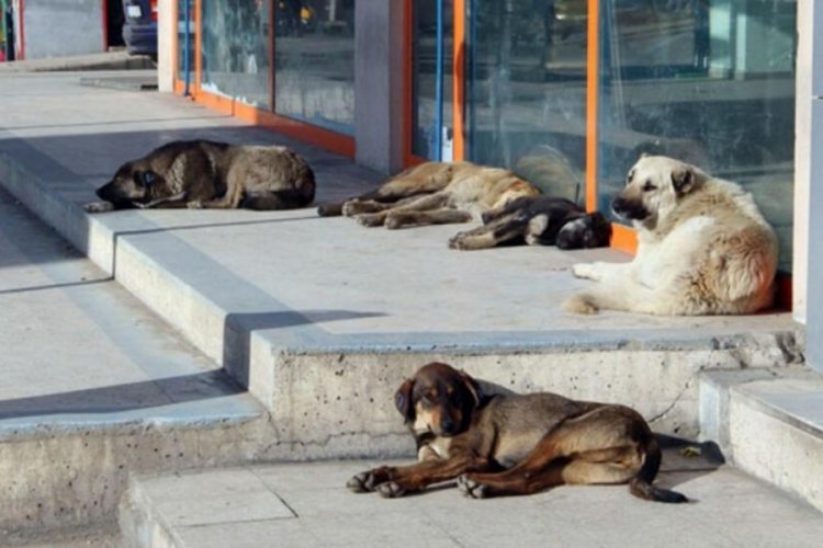 Bursa'da k&ouml;pek sayısındaki anormal artış
