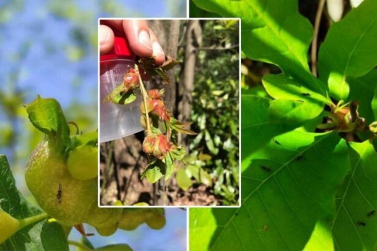 Sinop'ta gal arısına karşı terminat&ouml;r b&ouml;cekler doğaya bırakıldı