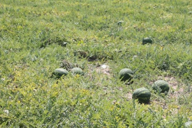 Adana'da ekim alanı azalan karpuzun hasadına sayılı g&uuml;nler var
