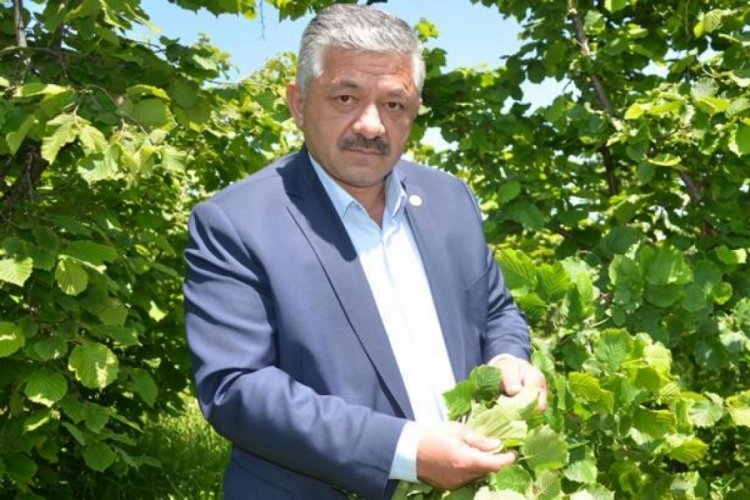 2022 fındık fiyatlarında 50 lira beklentisi