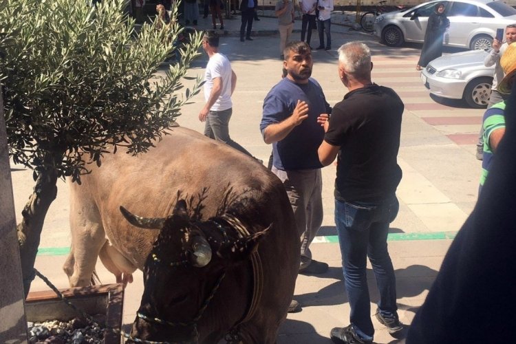 Bursa'da inekleriyle belediyeyi bastı