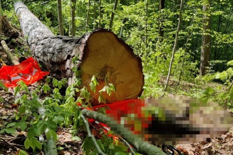 Bursa'da ağacın altında kalan adam &ouml;ld&uuml;