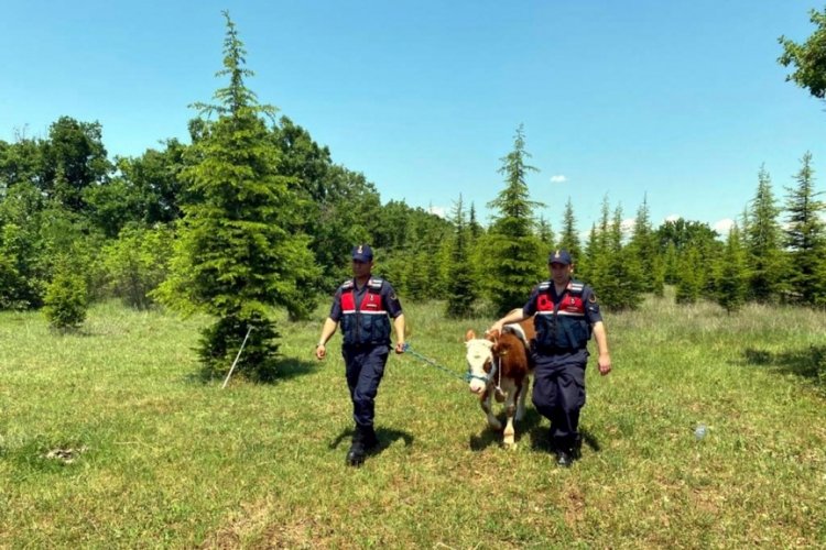 Kırklareli'de jandarma, kayıp d&uuml;veyi dronla buldu