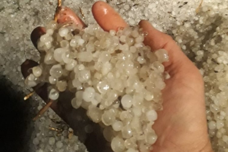 Ay&ccedil;i&ccedil;ek ve buğday tarlalarını dolu vurdu