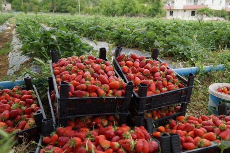 Sason &ccedil;ileği Rusya ve Ukrayna'ya ihra&ccedil; edilecek