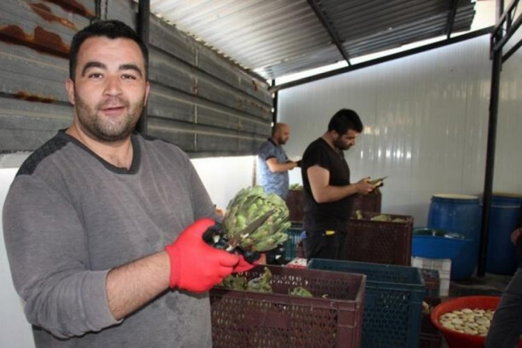 T&uuml;rkiye'nin en fazla enginar &uuml;retimiyle 30 bin TL kazanıyorlar