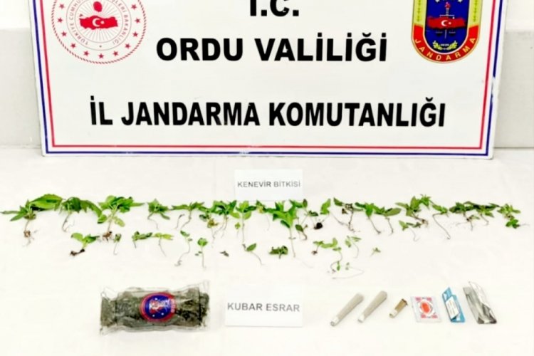 Ordu'da uyuşturucu yetiştiricilerine izin yok