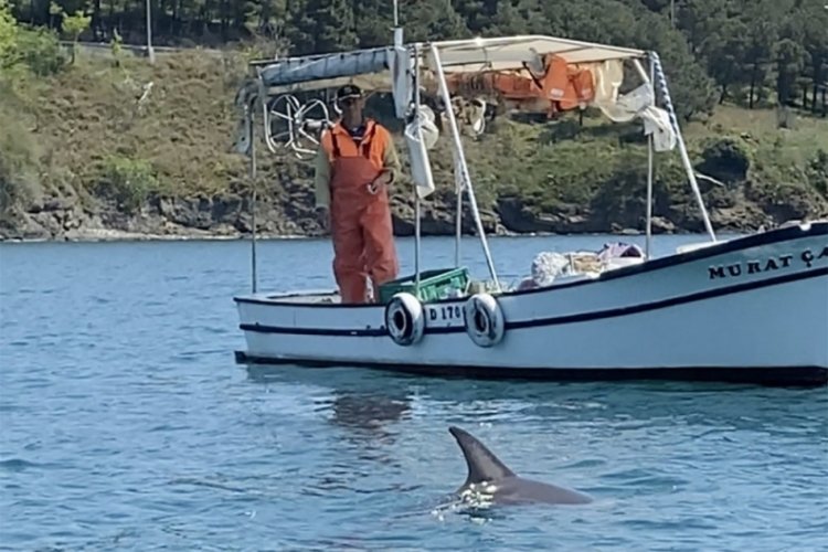 Sinop'ta balık&ccedil;ı, tekneye yanaşan yunusu besledi