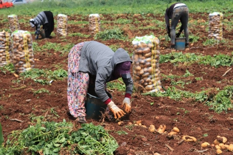 Adana'da patates &uuml;reticisinin y&uuml;z&uuml;n&uuml; g&uuml;ld&uuml;rd&uuml;