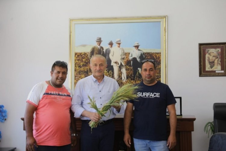 Didim Belediyesi'nin ektiği buğdayların hasadına g&uuml;nler kaldı