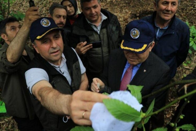 T&uuml;m T&uuml;rkiye'de hızla yayılıyor! Tehlikeye karşı terminat&ouml;r b&ouml;cekler doğaya salındı