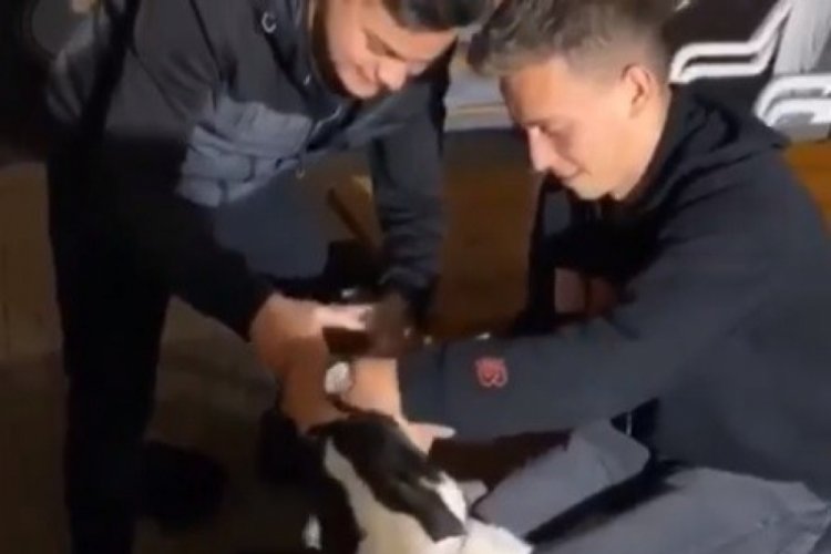Bursa'da k&ouml;peğe zorla alkol i&ccedil;iren gen&ccedil;ler g&ouml;zaltına alındı