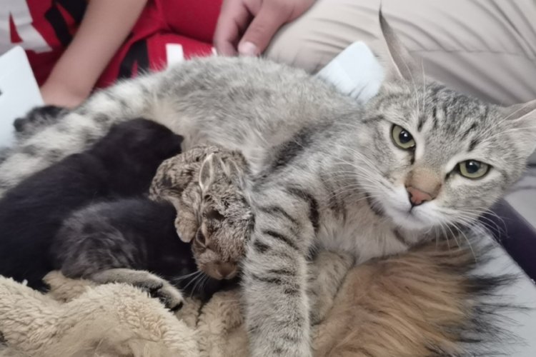 Bursa'da k&ouml;peklerin saldırısından kurtardığı tavşana, kedisi annelik yapıyor