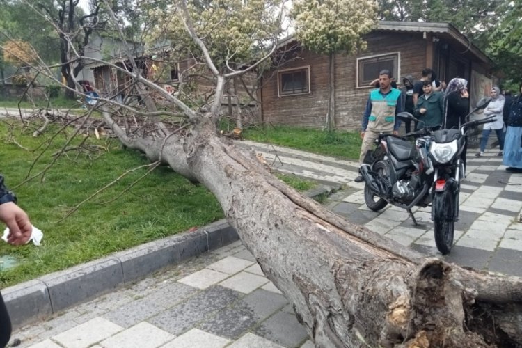 Ağacın altında kalan 2 gen&ccedil; yaralandı