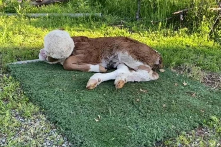 Yeni doğan buzağı hayrete d&uuml;ş&uuml;rd&uuml;