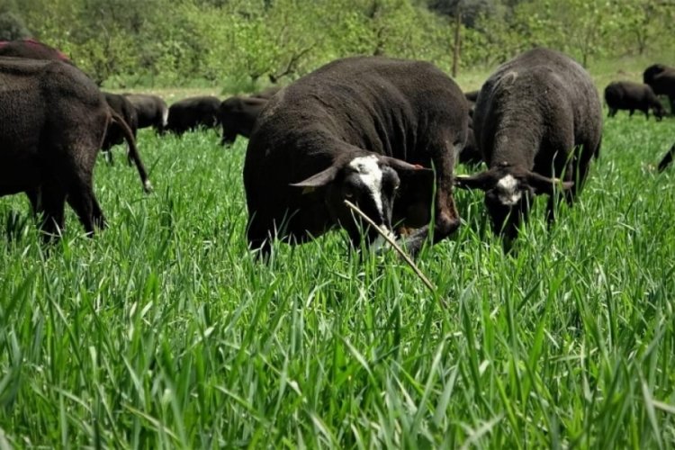 Bursa'da aracıyı ortadan kaldırdılar ayda 5 ton et satıyorlar