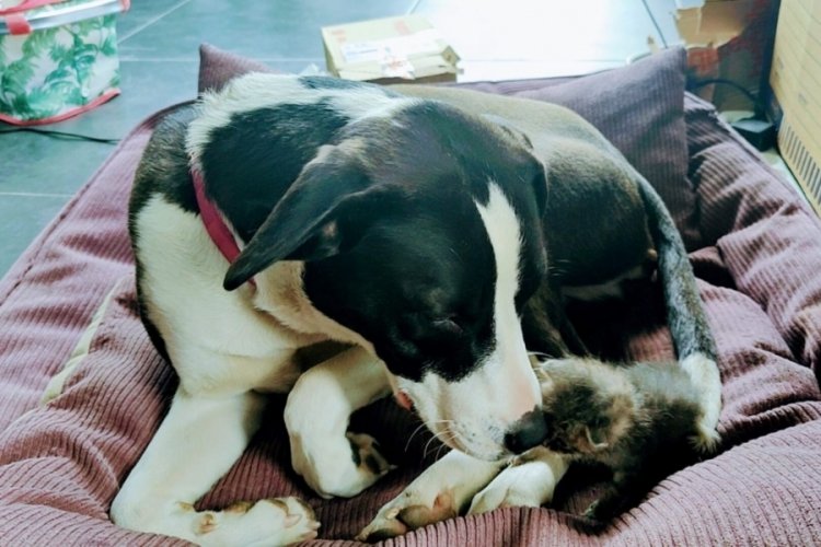 Bursa'da annesinin terk ettiği kediye k&ouml;pek sahip &ccedil;ıktı