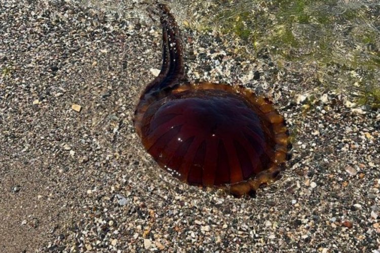 İzmit K&ouml;rfezi'ni pusula denizanası bastı