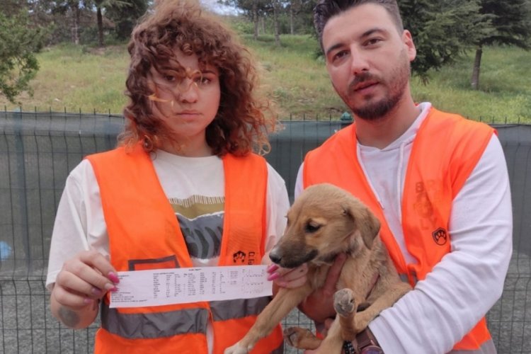 Zehirlenen 9 masum yavru k&ouml;pekten 2'si yaşam savaşını kaybetti