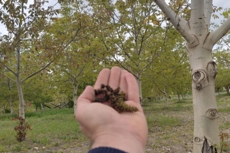 Bursa Keles'te kırağı ceviz ağa&ccedil;larına zarar verdi