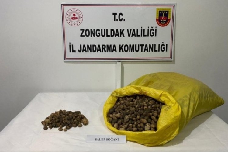Jandarma 40 kilo salep soğanına el koydu