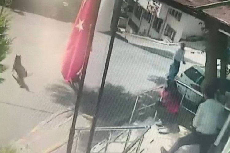 İstanbul'da bir kadın k&ouml;peklerin saldırısına uğradı&nbsp;