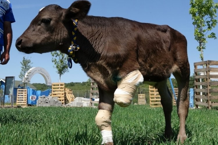 Bacağı kesilen buzağı, Bursa'da Emekli Hayvanlar &Ccedil;iftliği'nde