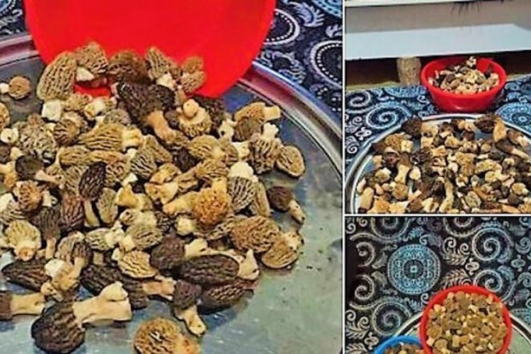 Denizli'de Kuzug&ouml;beği mantarının fiyatı altınla yarışıyor
