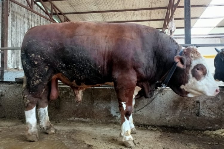 Bursa Orhangazi'de 'Paşa' alıcısını bekliyor