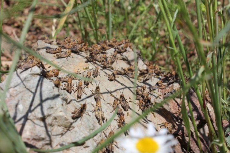 Osmaniye'de&nbsp;&ccedil;ekirge istilasına inceleme&nbsp;