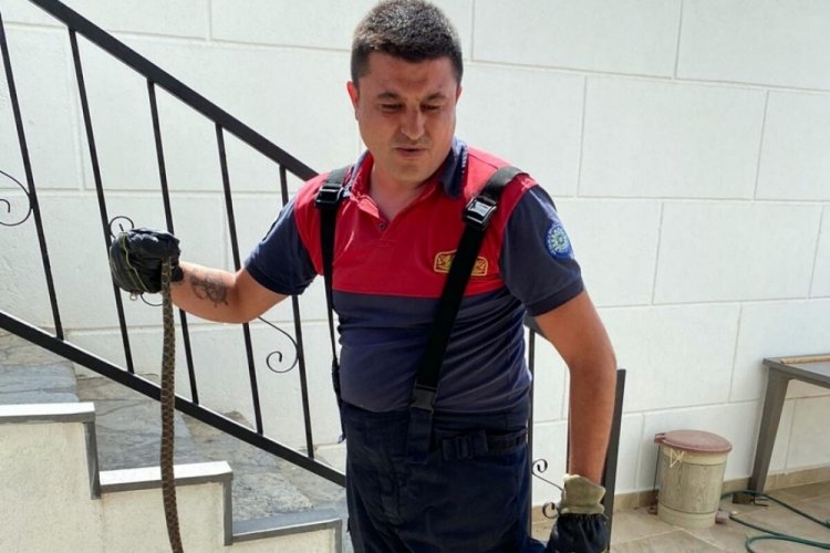 Muğla'da evin deposuna giren yılanı itfaiye yakaladı