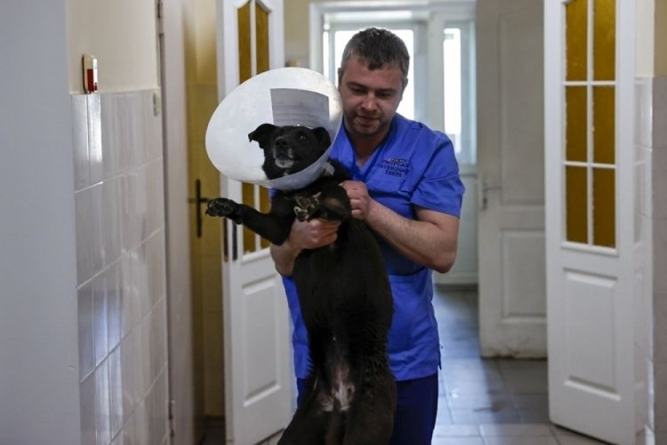 Savaşın tek kurbanları insanlar değil