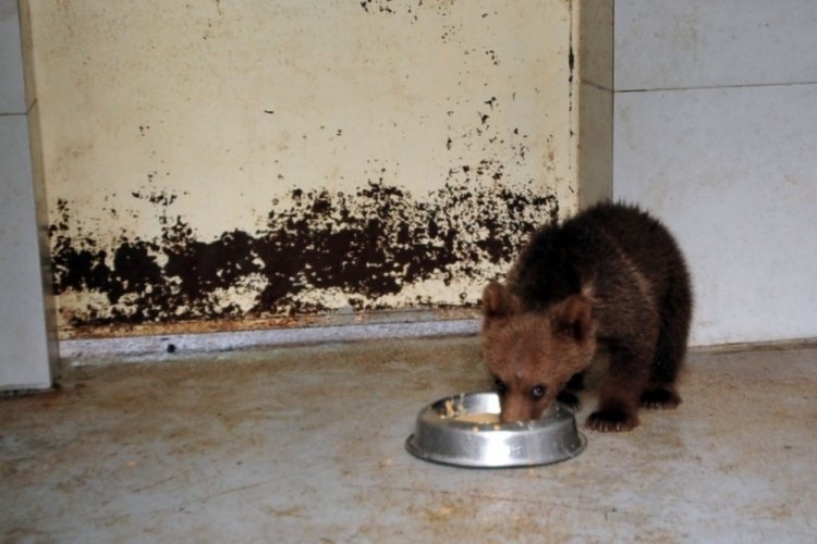 4 aylık 'Cihangir', Bursa'da ayı barınağının en k&uuml;&ccedil;&uuml;k &uuml;yesi