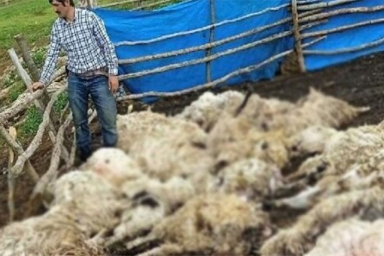 55 koyun g&ouml;k g&uuml;r&uuml;lt&uuml;s&uuml;nden korkup birbirini ezdi